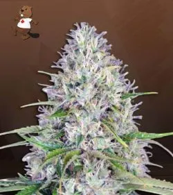 Haze Autoflowering Feminized Marijuana Seeds