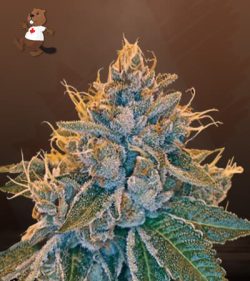 Kosher Kush Feminized Marijuana Seeds