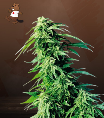 Kush XL Autoflowering Feminized Marijuana Seeds