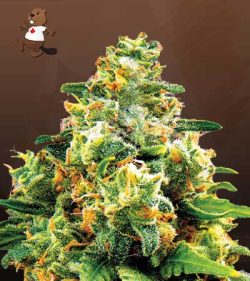 L.A. Confidential Strain Feminized Marijuana Seeds