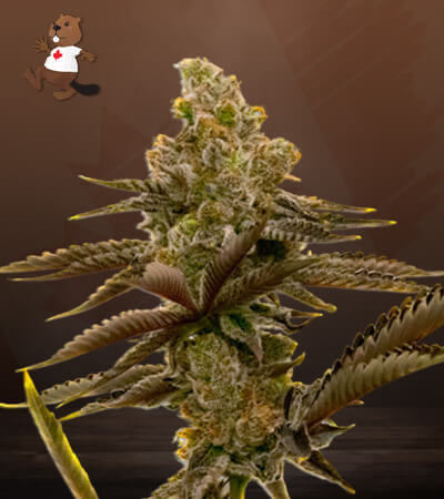 LSD Strain Autoflowering Feminized Marijuana Seeds | Beaver Seeds