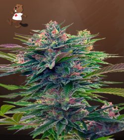 Lavender Strain Feminized Marijuana Seeds