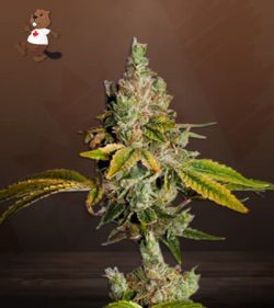 Legend OG Strain Feminized Marijuana Seeds