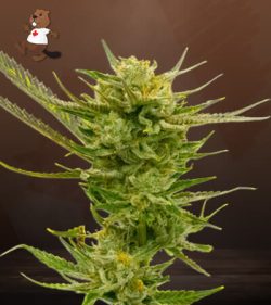 Lemon Strain Autoflowering Feminized Marijuana Seeds