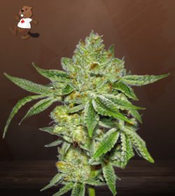 Lemon Diesel Strain Feminized Marijuana Seeds