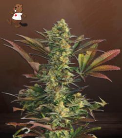 Lemon Garlic Strain Feminized Marijuana Seeds