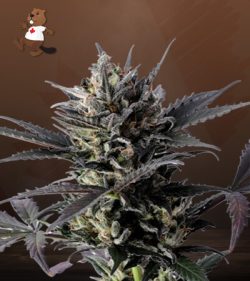 Lemon Haze Autoflowering Feminized Marijuana Seeds
