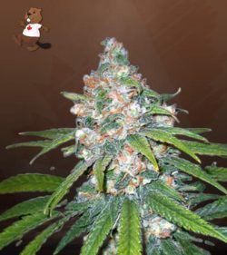 Lemon Haze Diesel Feminized Marijuana Seeds