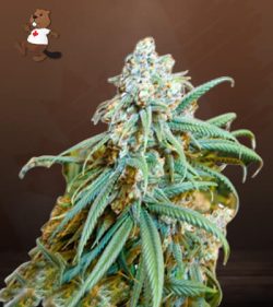 Lemon Kush Feminized Marijuana Seeds