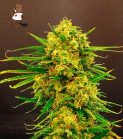 Lemon Tree Strain Feminized Marijuana Seeds