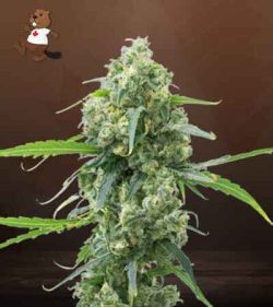 Lowryder Strain Autoflowering Feminized Marijuana Seeds