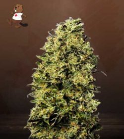 M8 Strain Feminized Marijuana Seeds