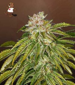 MK Ultra Strain Feminized Marijuana Seeds