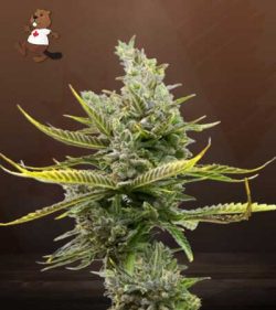 Magnum Strain Autoflowering Feminized Marijuana Seeds
