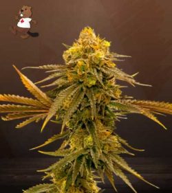 Mandarine Strain Autoflowering Feminized Marijuana Seeds