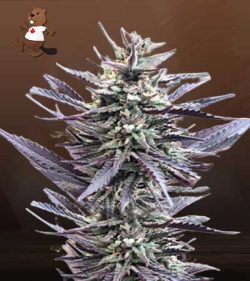 Mango Kush Feminized Marijuana Seeds