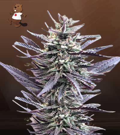 Mango Kush Feminized Marijuana Seeds