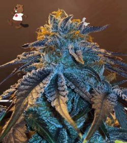 Master Kush Feminized Marijuana Seeds
