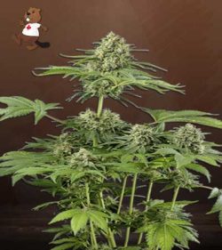 Moby Dick Strain Feminized Marijuana Seeds