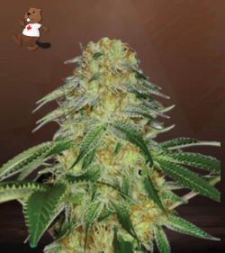 Monkey OG Strain Feminized Marijuana Seeds