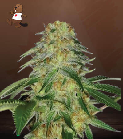 Monkey OG Strain Feminized Marijuana Seeds