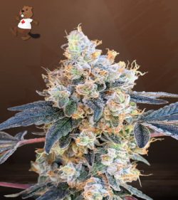 NY Diesel Feminized Marijuana Seeds