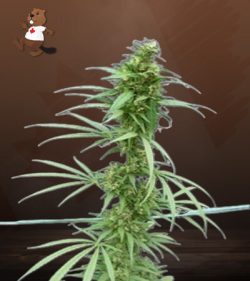 Neville’s Haze Feminized Marijuana Seeds