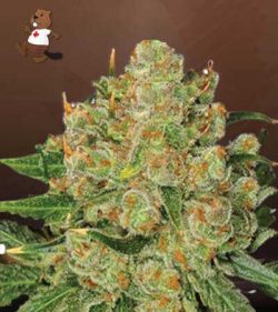 Northern Critical Strain Feminized Marijuana Seeds