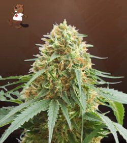 Northern Lights Strain Feminized Marijuana Seeds