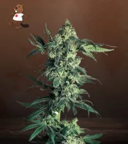 Northern Lights Strain Regular Marijuana Seeds