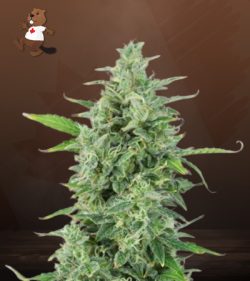 OG Kush Autoflowering Feminized Marijuana Seeds