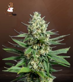 OG Kush Fast Version Marijuana Seeds