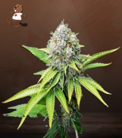 OG Kush Feminized Marijuana Seeds