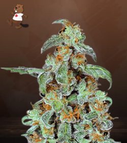 Orange Bud Strain Feminized Marijuana Seeds