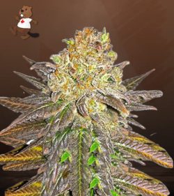 Oregon Peach Strain Feminized Marijuana Seeds