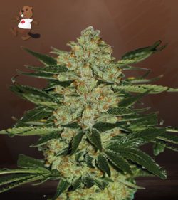 Oregon Underdawg Strain Feminized Marijuana Seeds