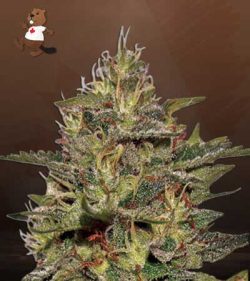 Original Cheese Strain Feminized Marijuana Seeds