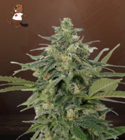 Original Lemon Pie Feminized Marijuana Seeds