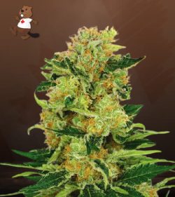 Pineapple Haze Feminized Marijuana Seeds