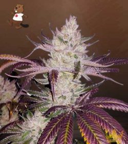 Platinum Cookies Feminized Marijuana Seeds