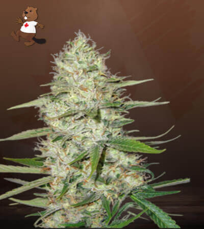 Power Plant Strain Feminized Marijuana Seeds