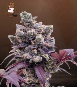 Purple Gelato Strain Feminized Marijuana Seeds