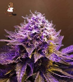 Purple Haze Feminized Marijuana Seeds
