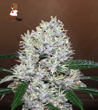 Purple Kush Autoflowering Feminized Marijuana Seeds