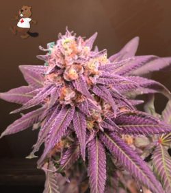 Purple Punch Strain Feminized Marijuana Seeds