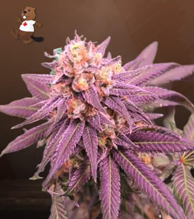 Purple Punch Strain Feminized Marijuana Seeds
