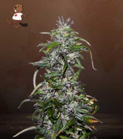 Purple Star Killer Strain Feminized Marijuana Seeds