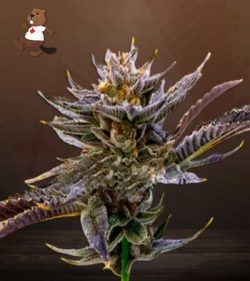 Purple Thai Strain Feminized Marijuana Seeds