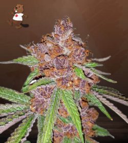 Purple Urkle Strain Feminized Marijuana Seeds