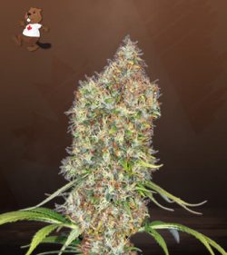 Rosenthal Strain Feminized Marijuana Seeds